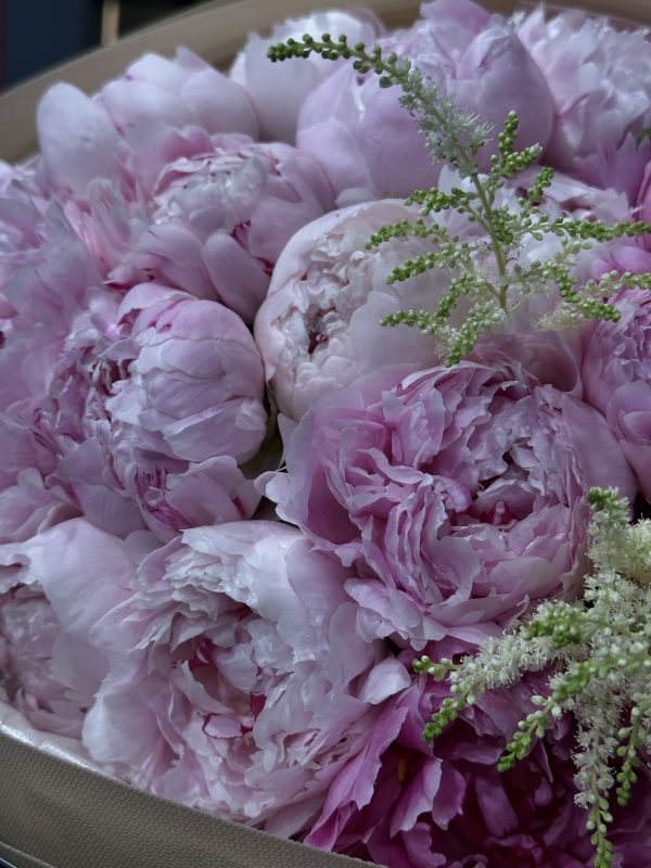 PEONY one love - imagine 2